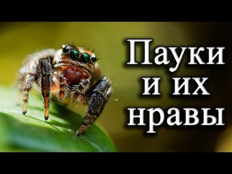 Видео: Пауки и их нравы