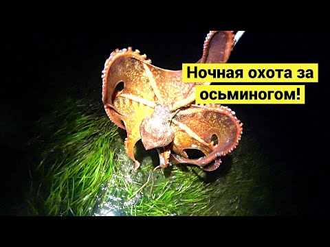 Видео: Поймал и приготовил осьминога // Night octopus hunting! (Eng Subs)