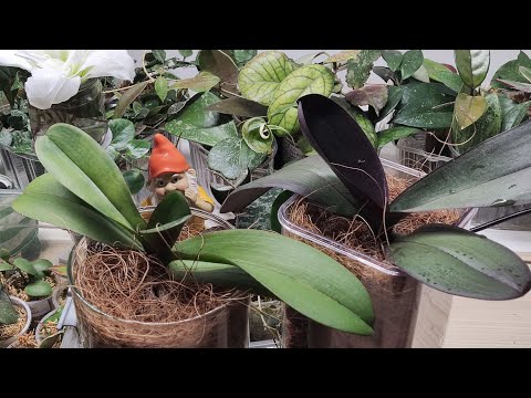 Видео: 08.02.23 ОРХИДЕИ с длинными корнями посадка в высокие кашпо.Закрытая система.Lui's Sacura.Часть 1