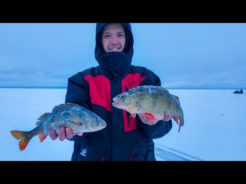 Видео: ОКУНЬ ОТОРВАЛ БЛЕСНУ. ПОЙМАЛИ ЛАДОЖСКИХ ГОРБАЧЕЙ. ЗИМНЯЯ РЫБАЛКА НА ЛАДОГЕ