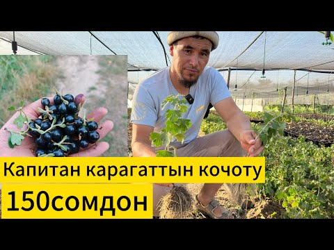 Видео: Дыйкандардын чонтогуно ылайыктуу баа.Биз учун ар бир кардар маанилуу,жардамга ар дайым даярбыз.