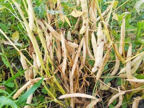 Видео: Экспериментальные посевы фасоли. КФХ "Урожайное"