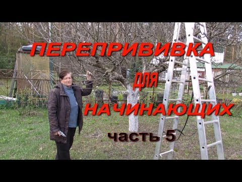 Видео: ПЕРЕПРИВИВКА от А до Я. Часть 5. Завершение процесса. Подводим итоги.