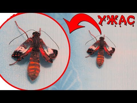 Видео: БАБОЧКА МУТАНТ ИЗ КОКОНА! Ферма бабочек Домашний бабочкарий