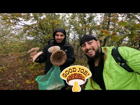 Видео: Гъби Сърнели в Огражден планина?
