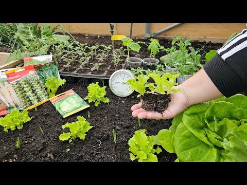 Видео: Что посеять в декабре, какую рассаду подготовить? Секреты сада зимой!