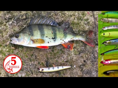 Видео: Неожиданно крупный окунь на красивом озере. Щука в прилове. На воблеры и джиг!