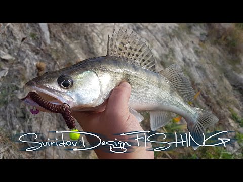 Видео: Осенняя рыбалка на Днестре, часть №1