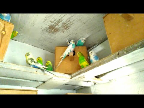 Видео: Самые живучие птенцы волнистого попугая,жизнь после выпадения из гнезда