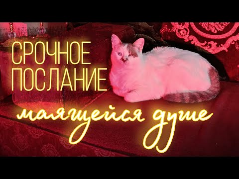 Видео: Срочное послание маящейся душе ❤️‍🩹