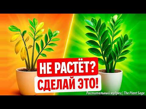 Видео: ВСЕГО 1 ПОДКОРМКА — И ЗАМИОКУЛЬКАС ОЖИЛ! 🌿 ЗАМИОКУЛЬКАС УДОБРЕНИЕ В ДОМАШНИХ УСЛОВИЯХ