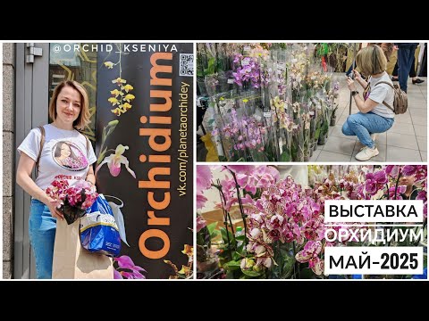 Видео: Выставка Орхидиум - май 2025 | Много орхидей, суккулентов, лиственных | Грунты, препараты | Обзор