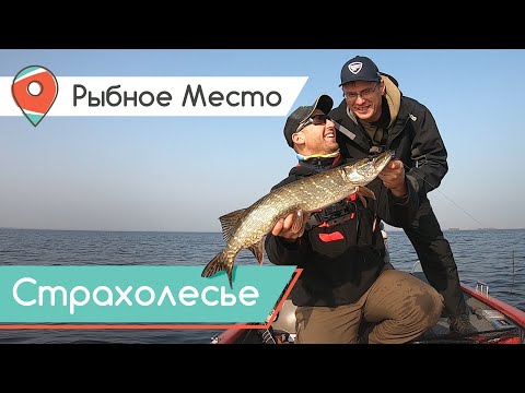Видео: ЩУКА, СУДАК, ОКУНЬ - так выглядит осенняя ловля хищника с лодки на водохранилище. Рыбное место.