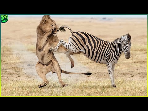 Видео: 15 моментов, когда львы связались не с тем противником
