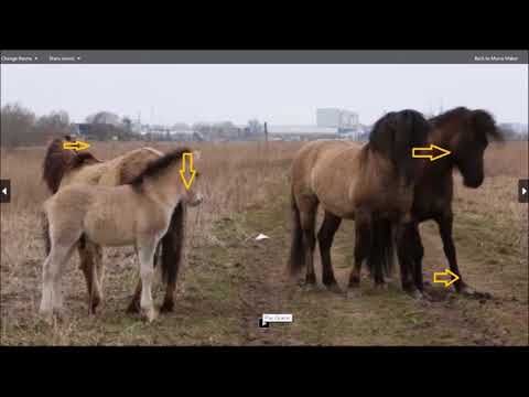 Видео: Расшифровка языка тела дикого голландского коника