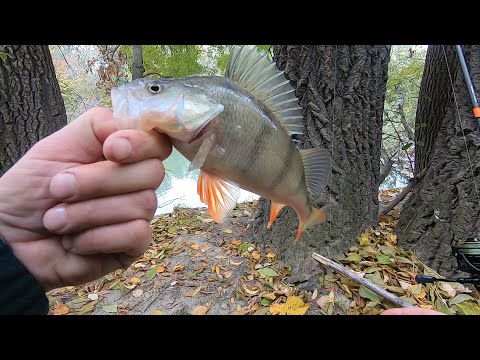 Видео: ловля ОКУНЯ,ЩУКИ,ЖЕРЕХА И СУДАКА в ноябре на реке ДНЕСТР!