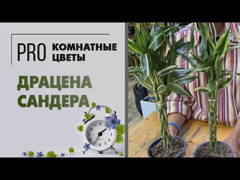 Видео: Драцена Сандера или Сандериана. Уход за драценой и её отличия от других видов. Три сорта в видео.