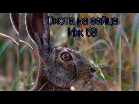 Видео: охота на зайца 2022.(hunting) норма выполнена. 2 зайца на двоих