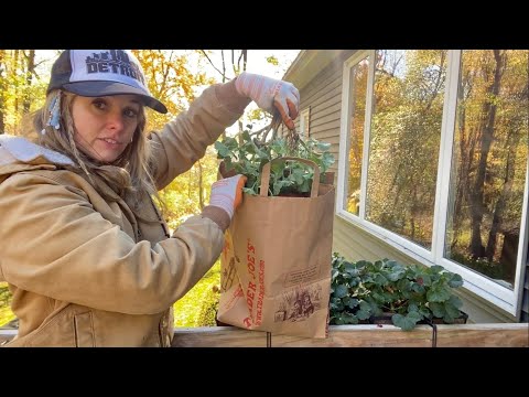 Видео: Сохраните герань до следующего сезона! Зональная герань, перезимовавшая в бумажных пакетах. Так п...
