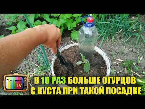 Видео: В 10 РАЗ БОЛЬШЕ ОГУРЦОВ С КУСТА ПРИ ТАКОМ ВЫРАЩИВАНИИ