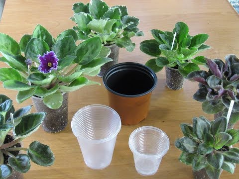 Видео: ЗОЛОТОЕ ПРАВИЛО! КОГДА ПЕРЕСАЖИВАТЬ ФИАЛКУ В БОЛЬШИЙ ГОРШОК.