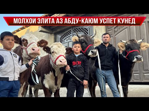 Видео: МОЛҲОИ БУҒУЗИ АРЗОН АЗ АБДУ-ҚАЮМ 13 ноября 2025 г.