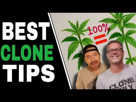 Видео: Малоизвестные трюки по клонированию каннабиса, известные только опытным производителям