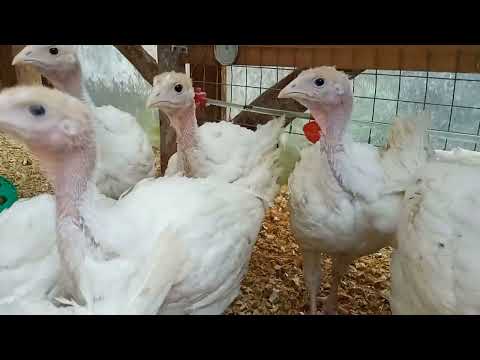 Видео: Продолжаю видео про индюшат БИГ 6