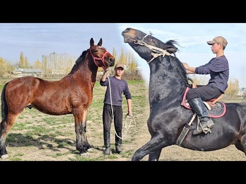 Видео: 🦅Кара Куш Кара-Сууда Учту Красавчик Тай✊️