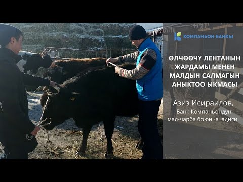 Видео: Өлчөөчү лентанын жардамы менен малдын салмагын аныктоо ыкмасы.