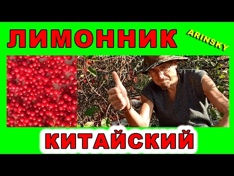 Видео: Мой допинг - Лимонник Китайский!