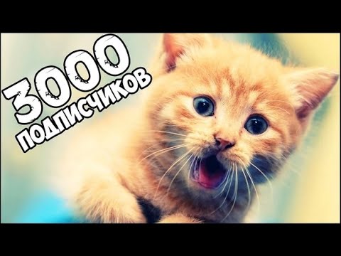 Видео: 3000 подписчиков. Анонсы. Техника на канале.