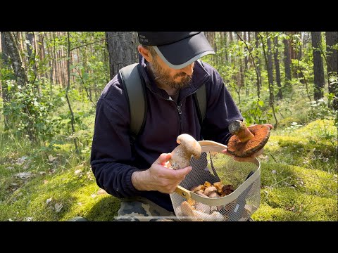 Видео: «КОРЗИНА СЧАСТЬЯ: ГРИБЫ НА ЛЮБОЙ ВКУС!»