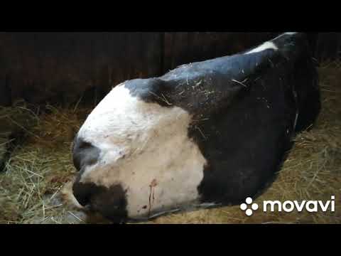 Видео: МЫ ПОБЕДИЛИ ПАРЕЗ!ЧЕМ И КАК ЛЕЧИЛИ!ДВОЕ СУТОК ОТЧАЯНИЯ И НАДЕЖДЫ!МАЛЫШКА ВСТАЛА!СПАСИБО ВСЕМ!