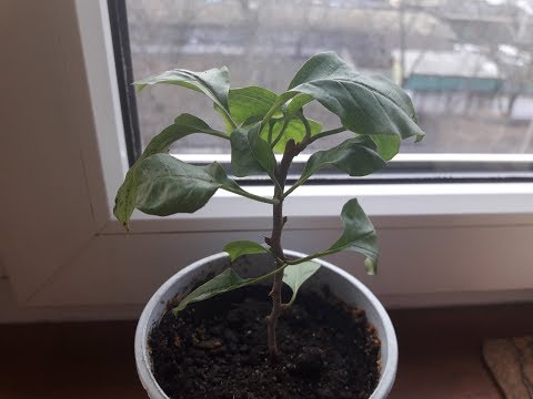 Видео: УКОРЕНЯЕМ БУГЕНВИЛЛЕЮ. Как влияет время года на результат укоренения черенков.