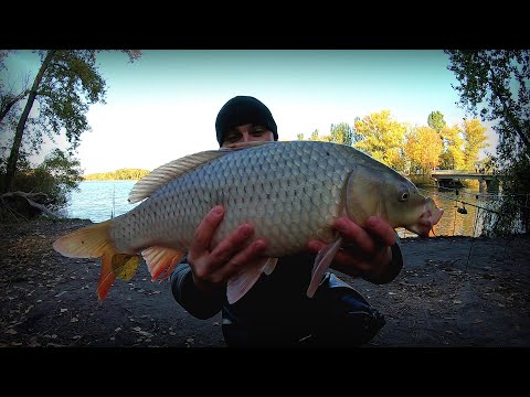 Видео: Бегаю как угорелый! Сазаны жужат со всех сторон!