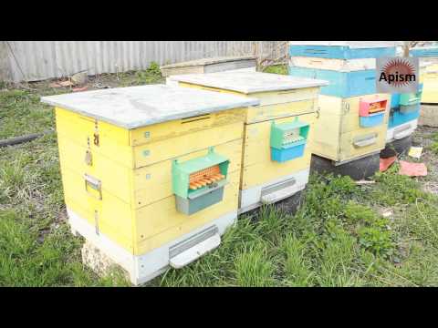 Видео: Начало сбор пыльцы 2015 Ч 1