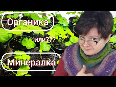 Видео: ПЕЛАРГОНИИ зимой. Про полив, подкормки и свет!