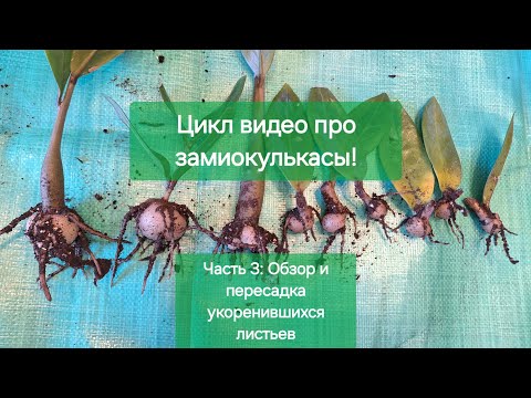 Видео: Замиокулькас.Ч.3: Обзор и пересадка укоренившихся листьев