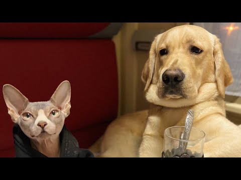 Видео: Самые смешные видео Дени и Мэни за Январь 🔥😂