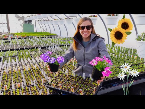 Видео: В этой теплице я выращиваю более 500 000 растений!