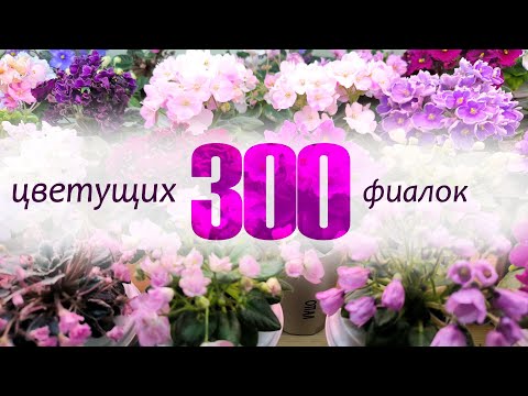 Видео: Цветущие фиалки на моих полках накануне выставки