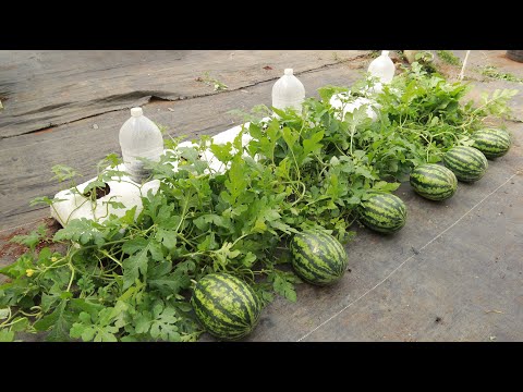 Видео: Большие фрукты - Сладкие - Это секрет выращивания арбуза, о котором мало кто знает