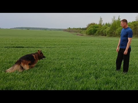 Видео: Май месяц. Виноград.Рассада.И снова уборка.