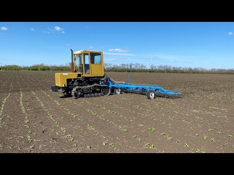 Видео: Боронование подсолнечника по всходам | Поперек рядов | Подсолнечник под классику Волльф | ТракторТ70