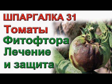 Видео: Лечим от фитофторы томаты. Сентябрь. ШПАРГАЛКА 31