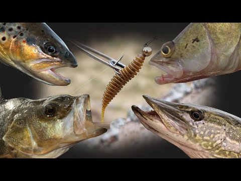 Видео: Почему Танта не ловит рыбу ? Несколько причин