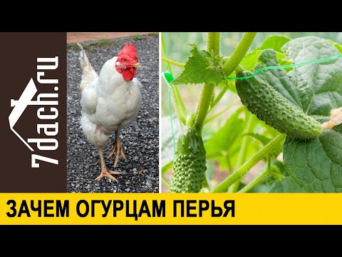 Видео: 🥒 Зачем огурцам перья: лучшая подкормка для богатого урожая - 7 дач