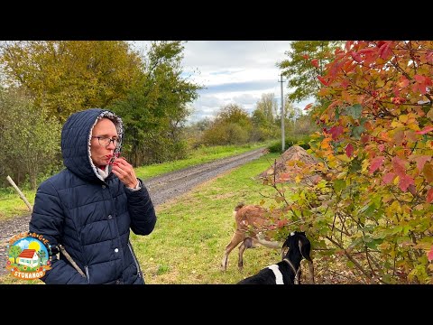 Видео: #460 Осень в деревне. Отправили первые посылки с сыром