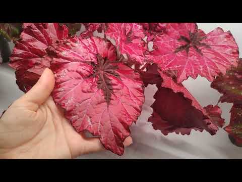 Видео: Обзор коллекции. Бегонии.